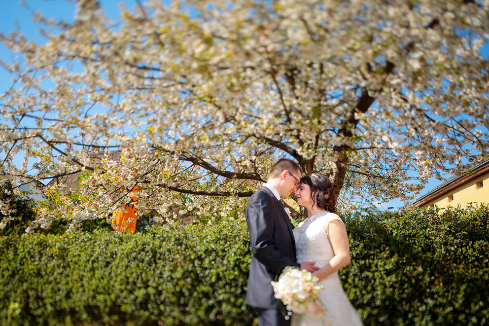 Hochzeitsfotograf Werder Insel mit Hochzeitspaar zur Baumbluete